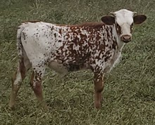 23 bull calf