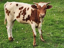 Sun Heifer Calf
