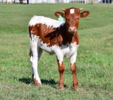 DCT - GASTON x VIVIANA BCB (H)