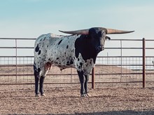 JEST A COWBOY