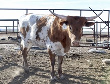 COWGIRL UP