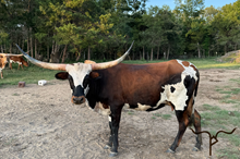 JJ RURAL FRANCI