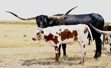 227 TCC Winning Honor x Shamrock Little Black 1010