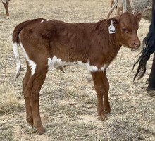 JH Rurally Screwed x Reneger 2022 heifer