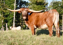 Omaha's Best  Cowgirl HCL