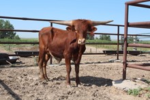 LIB X PATINA BULL