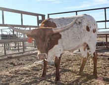 RODEO RIDER