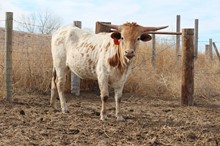 TAWNY
