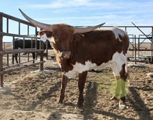 THELMA