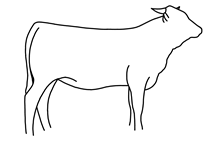 2021 Rowdy Mirage heifer calf