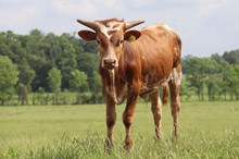 Steer calf 2022 HelloDarlinxSwaggersFlower