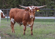 Steer calf 2022 HelloDarlinxSwaggersFlower